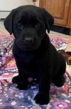 A black dog sitting on a rug

Description automatically generated with medium confidence