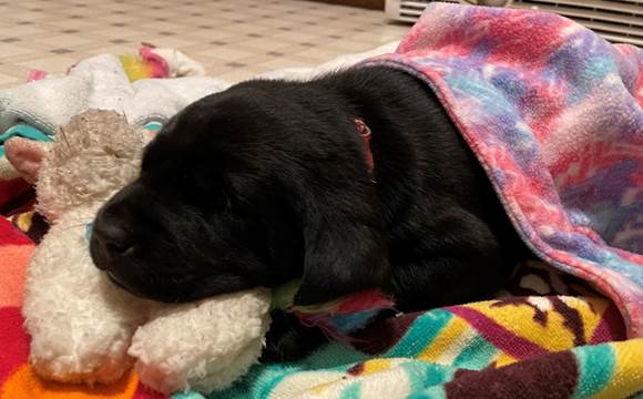 A black dog sleeping on a blanket

Description automatically generated with medium confidence