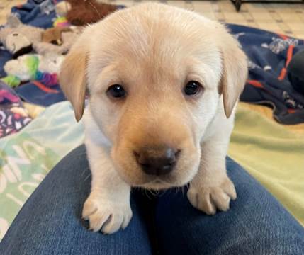 A picture containing dog, indoor, sitting, brown

Description automatically generated