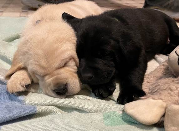 A couple of puppies sleeping on a blanket

Description automatically generated with low confidence