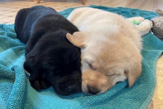 Two dogs sleeping on a blanket

Description automatically generated with low confidence