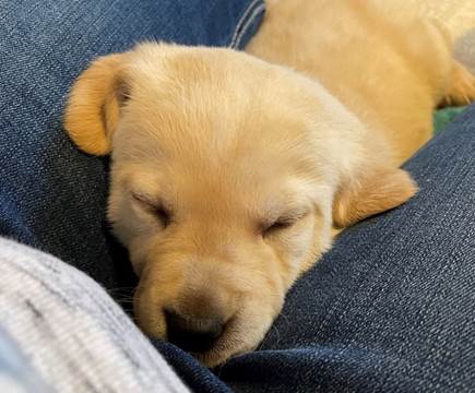 A puppy sleeping on a person's lap

Description automatically generated with medium confidence