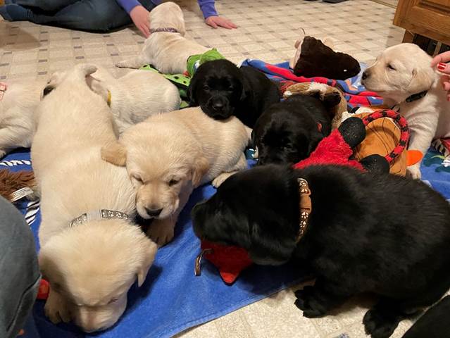 A group of dogs lying on a blanket

Description automatically generated with low confidence