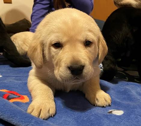 A puppy on a blue blanket

Description automatically generated with low confidence