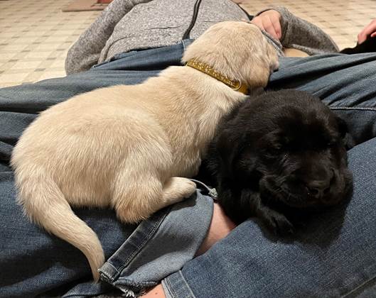 A dog and a cat lying on a person's lap

Description automatically generated with low confidence