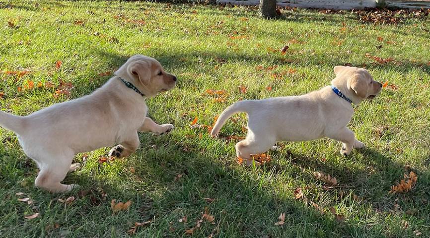 Two dogs playing in the grass

Description automatically generated with medium confidence