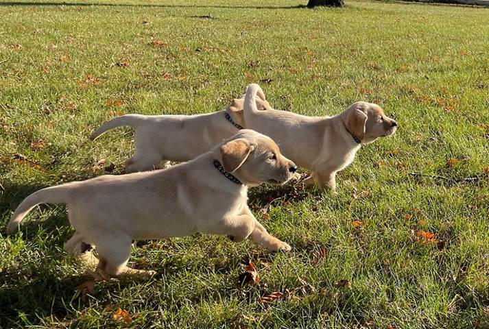 A group of dogs playing in the grass

Description automatically generated with medium confidence