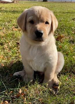 A puppy sitting in the grass

Description automatically generated with medium confidence