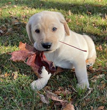 A dog holding a leaf in its mouth

Description automatically generated with low confidence