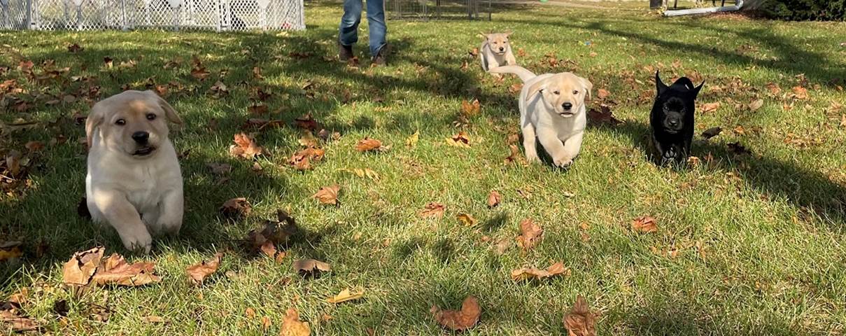 A group of dogs running on grass

Description automatically generated