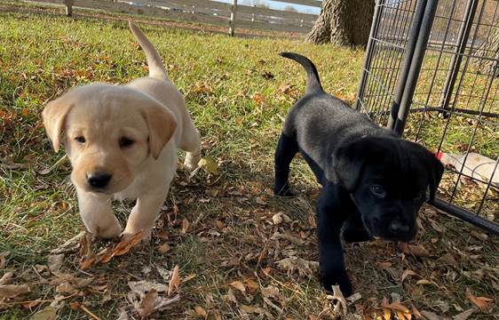 A picture containing dog, grass, outdoor, black

Description automatically generated