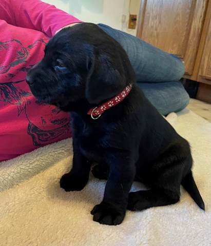 A black dog with a red collar

Description automatically generated with medium confidence