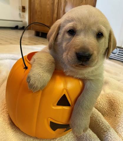 A dog holding a pumpkin

Description automatically generated with low confidence