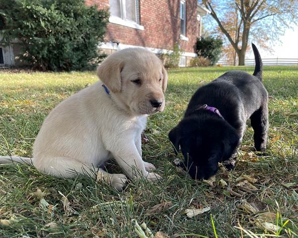 A picture containing grass, dog, outdoor, tree

Description automatically generated