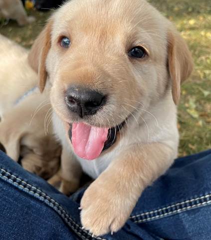 A dog lying on a person's lap

Description automatically generated with medium confidence