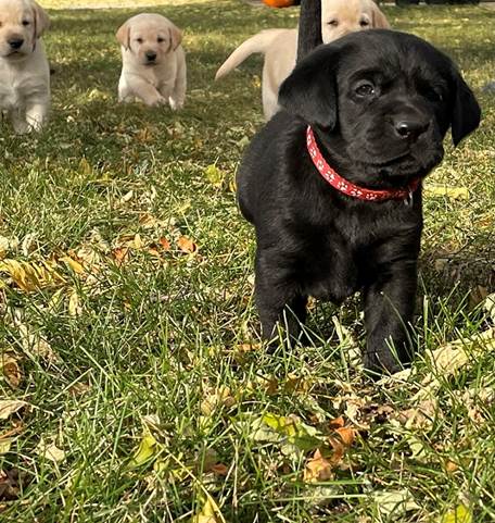 A group of dogs in a grassy area

Description automatically generated with low confidence