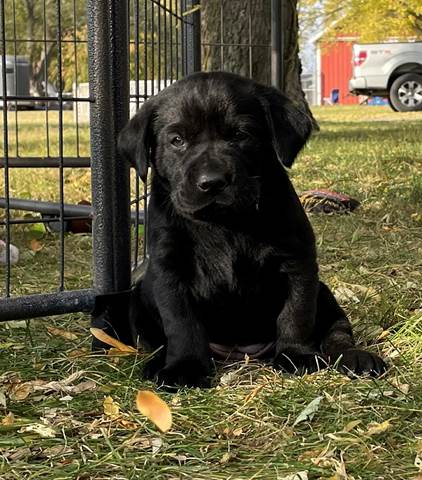 A black puppy in a cage

Description automatically generated with medium confidence