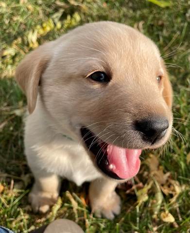 A dog with its tongue out

Description automatically generated with medium confidence