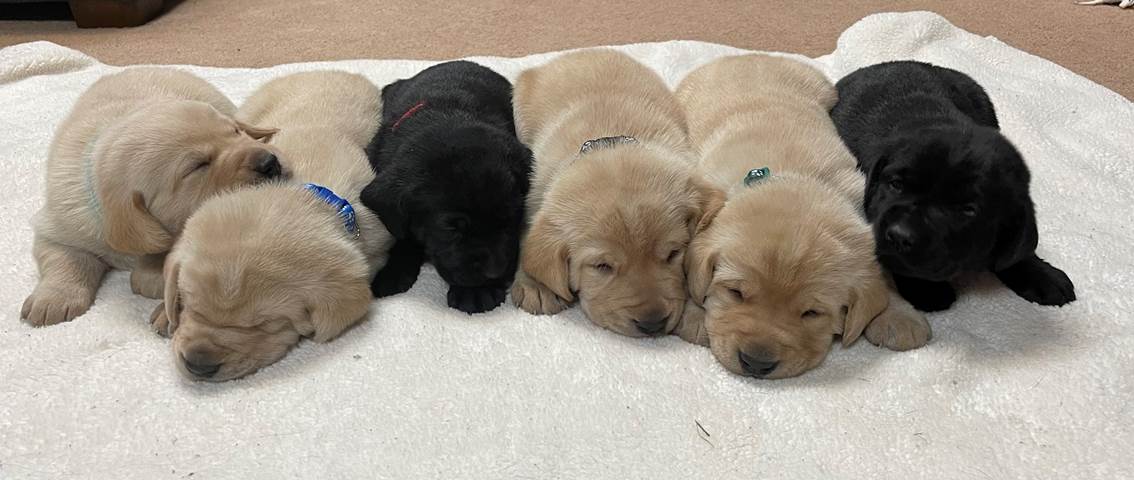 A group of puppies lying on a blanket

Description automatically generated with medium confidence