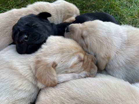 A group of puppies sleeping on a blanket

Description automatically generated with low confidence