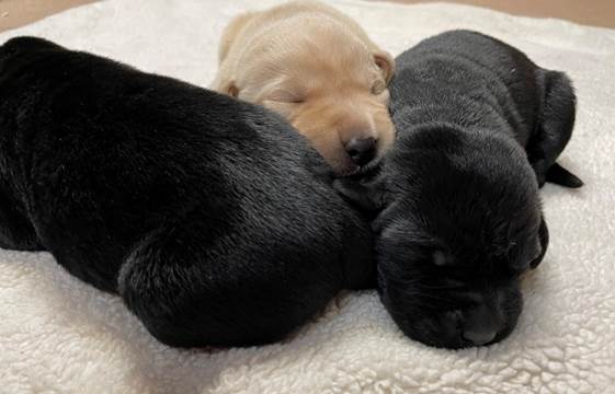 A group of puppies sleeping

Description automatically generated with low confidence