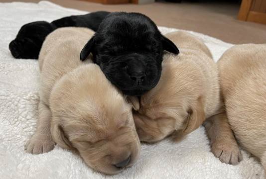 A group of puppies sleeping

Description automatically generated with low confidence