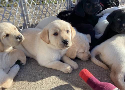 A group of puppies

Description automatically generated with medium confidence