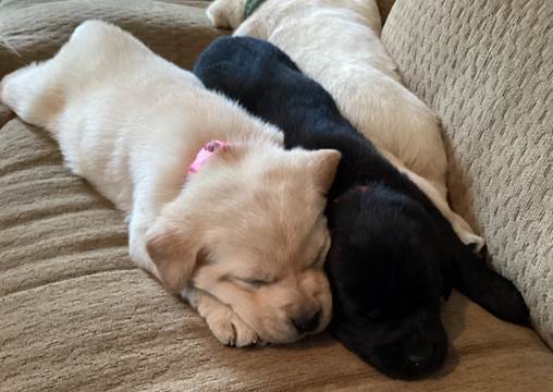 A couple of dogs sleeping on a couch

Description automatically generated with medium confidence