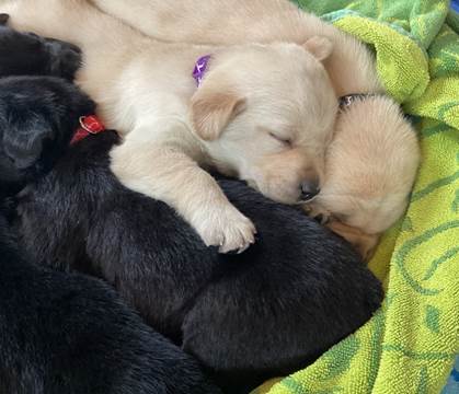 A dog sleeping with puppies

Description automatically generated with low confidence