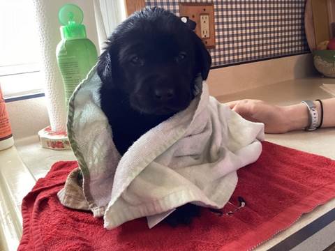 A dog wrapped in a towel

Description automatically generated with medium confidence