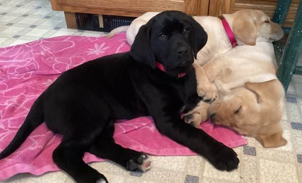 A group of dogs lying on a couch

Description automatically generated with low confidence