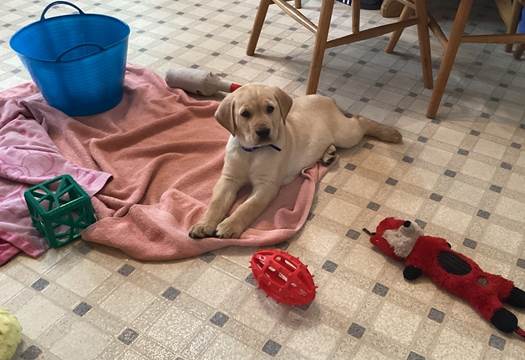 A dog lying on a blanket

Description automatically generated with medium confidence