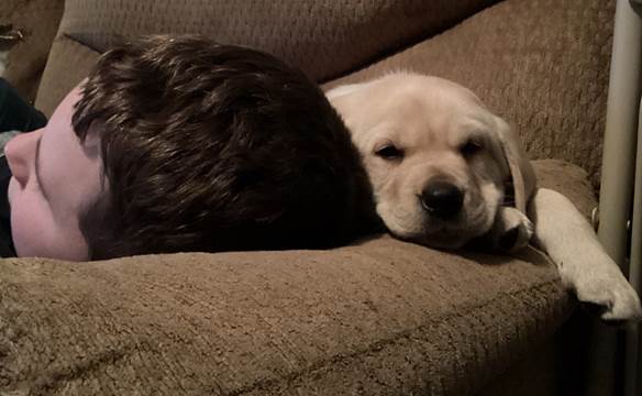 Two dogs lying on a couch

Description automatically generated with medium confidence