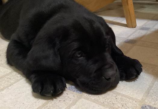 A black puppy lying on the floor

Description automatically generated with medium confidence