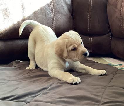 A dog lying on a couch

Description automatically generated with medium confidence