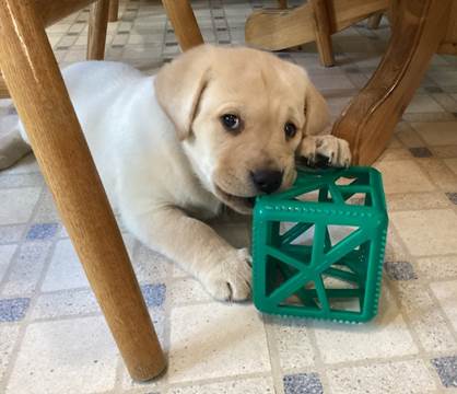 A dog lying on a chair

Description automatically generated with low confidence