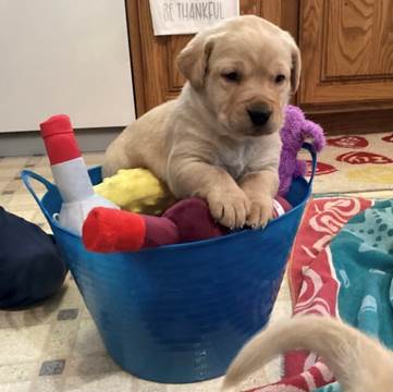 A puppy in a bucket

Description automatically generated with low confidence