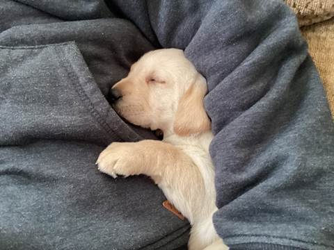 A puppy lying on a person's lap

Description automatically generated with medium confidence