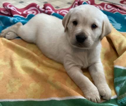 A dog lying on a blanket

Description automatically generated with medium confidence