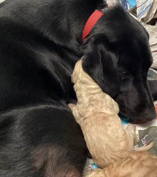 A dog sleeping with a stuffed animal

Description automatically generated with low confidence