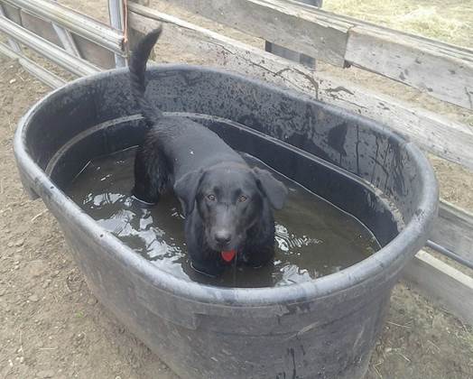 A dog in a tub of water

Description automatically generated