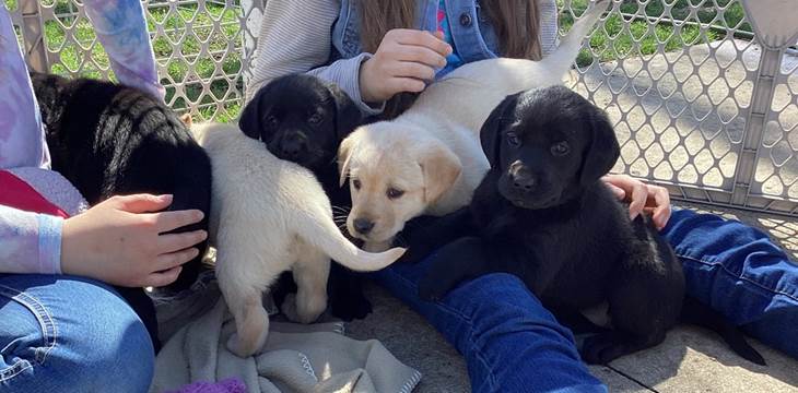 A group of people holding puppies

Description automatically generated