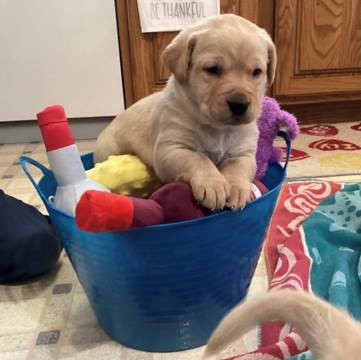 A puppy in a bucket

Description automatically generated with low confidence