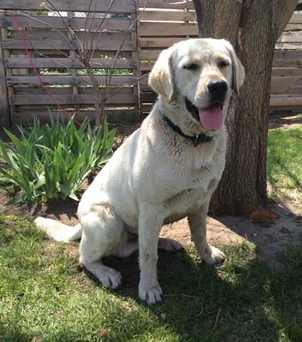 A dog sitting next to a tree

AI-generated content may be incorrect.