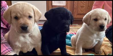 A group of dogs sitting on a blanket

Description automatically generated with low confidence